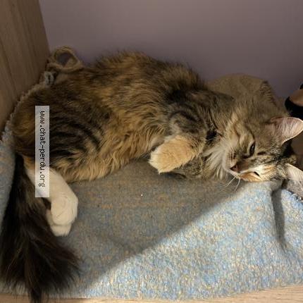 Photo 1/1 Olympe Chat perdu à Treves