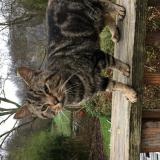 Chat Trouve Finistere 29 France