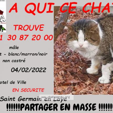 6677 Chat Trouve A Saint Germain En Laye Chat Perdu France