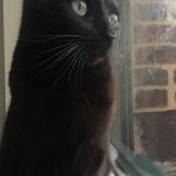 Chat Perdu Ou Trouve Ille Et Vilaine 35 France Chat Perdu Ou Trouve Ille Et Vilaine 35 France