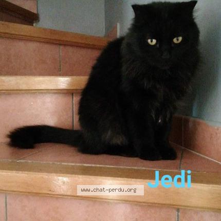 Jedi Chat Perdu A Saint Privas De Champclos Chat Perdu France Jedi Chat Perdu A Saint Privas De Champclos Chat Perdu France