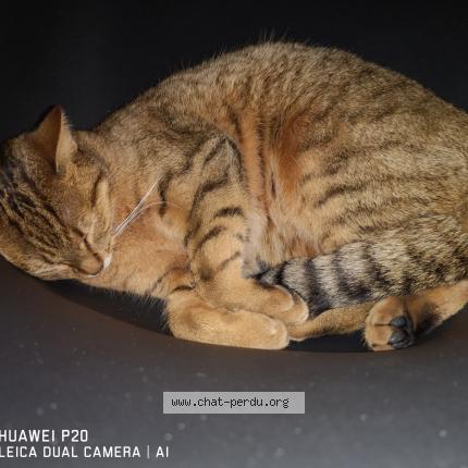 Chat Trouve Et Rendu A Troyes Chat Perdu France