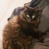 Chat Perdu Ou Trouve Ille Et Vilaine 35 France