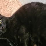 Chat Perdu Ou Trouve Ille Et Vilaine 35 France