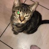 Chat Perdu Ou Trouve Ille Et Vilaine 35 France
