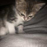 Chat Perdu Ou Trouve Ille Et Vilaine 35 France Chat Perdu Ou Trouve Ille Et Vilaine 35 France