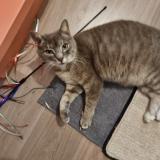 Chat Perdu Ou Trouve Ille Et Vilaine 35 France