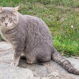 Chat Trouve Finistere 29 France