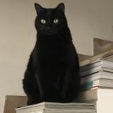 Photo de chat perdu à Herblay