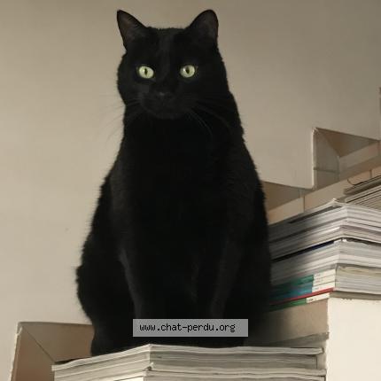 Photo de chat perdu à Herblay