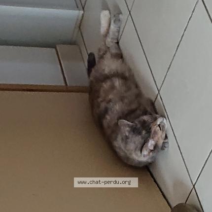 Photo 1/1 Mimi Chat perdu à Castelsarrasin