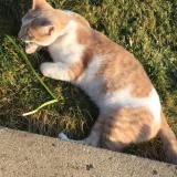Chat Perdu Ou Trouve Ille Et Vilaine 35 France