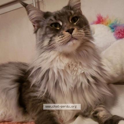 Raelle Chat Perdu A Le Cendre Chat Perdu France