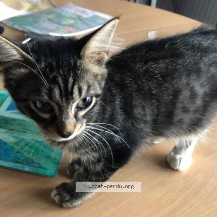 Photo 1/1 Chat retrouvé Perdu à Villers les nancy