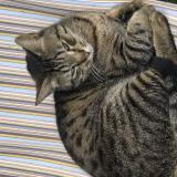 Photo de chat perdu à Tours