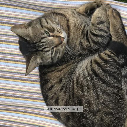 Photo 1/1 Chat retrouvé Perdu à Tours