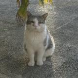 Chat Perdu Ou Trouve Toulouse Haute Garonne 31 France Chat Perdu Ou Trouve Toulouse Haute Garonne 31 France