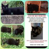 Photo de chat perdu à Cugnaux