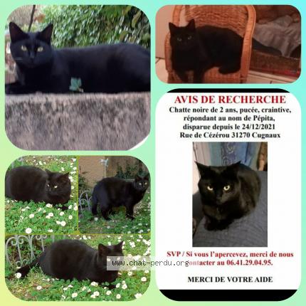 Photo 1/1 PEPITA Chat perdu à Cugnaux