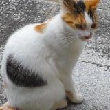 Chat Perdu Ou Trouve Ille Et Vilaine 35 France