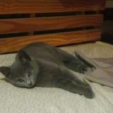 Chat Perdu Ou Trouve Ille Et Vilaine 35 France