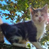 Chat Perdu Ou Trouve Ille Et Vilaine 35 France