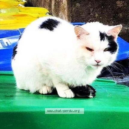 Photo 1/1 Fidji Chat perdu à Nantes