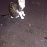 Photo de chat perdu à Paris