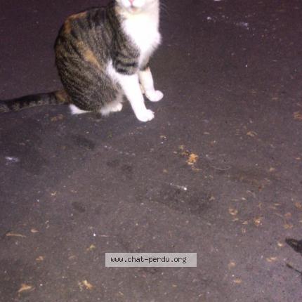 Photo 1/2 Chat retrouvé Perdu à Paris