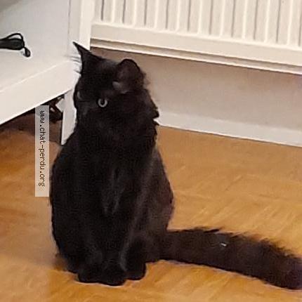 Photo 1/1 Chat retrouvé Perdu à Reze