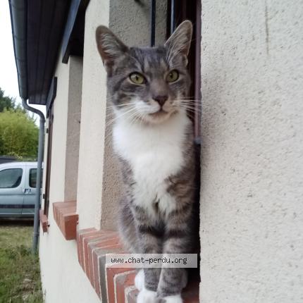 Photo 1/1 Chat retrouvé Perdu à Cour cheverny