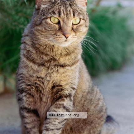 Photo 1/1 Baileys Chat perdu à Wyndham vale