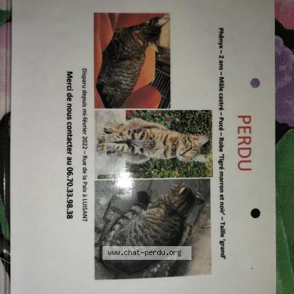 Photo 1/1 Phenyx Chat perdu à Luisant