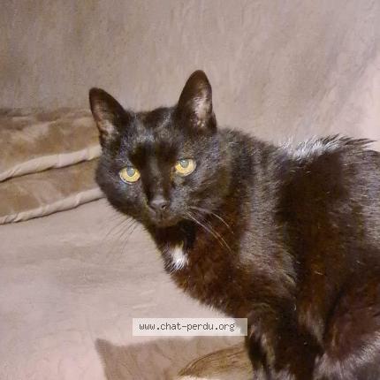Photo 1/1 Loulou Chat perdu à Miribel