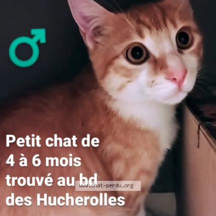 Chat 6 mois poids
