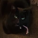 Photo de chat perdu à Earl Shilton