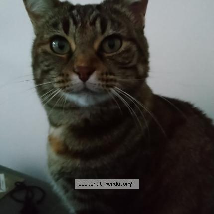 Photo 1/2 pichoune Chat perdu à Carnon plage