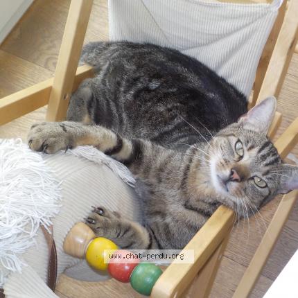 Photo 1/1 Gribouille Chat perdu à Beloeil