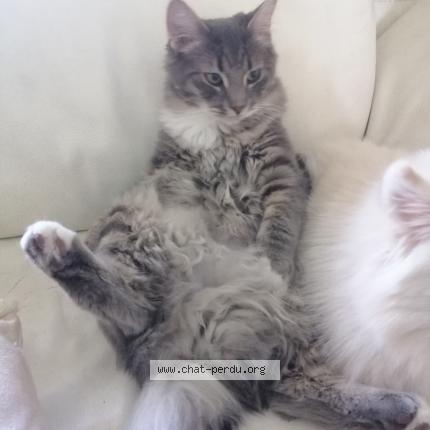 Photo de chat perdu à Combs La Ville