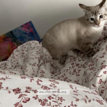 Photo 1/1 Apollo Chat perdu à Creteil