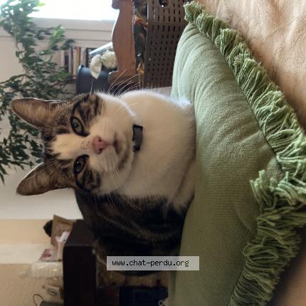 Photo 1/1 Néo Chat perdu à Crets en belledonne