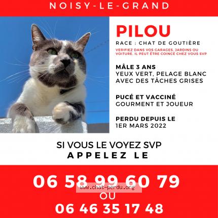 Pilou Chat Perdu A Noisy Le Grand Chat Perdu France