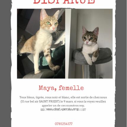 Maya Chat Perdu A Saint Priest Chat Perdu France Maya Chat Perdu A Saint Priest Chat Perdu France
