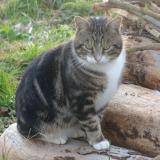 Chat Trouve Eure 27 France Chat Trouve Eure 27 France