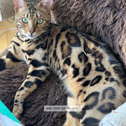 Photo 1/1 Pasha Chat perdu à Verrieres le buisson