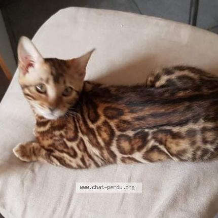 Photo 1/1 Stela Chat perdu à Le mesnil esnard