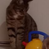 Photo de chat perdu à Port Mort