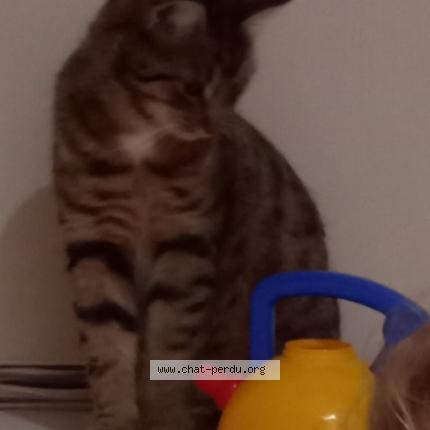 Photo 1/1 Chat retrouvé Perdu à Port mort