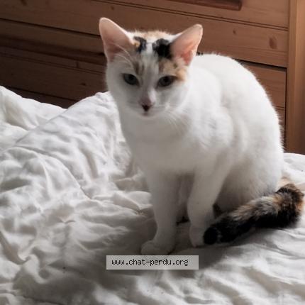 Photo 1/1 Mimine Chat perdu à Caussens