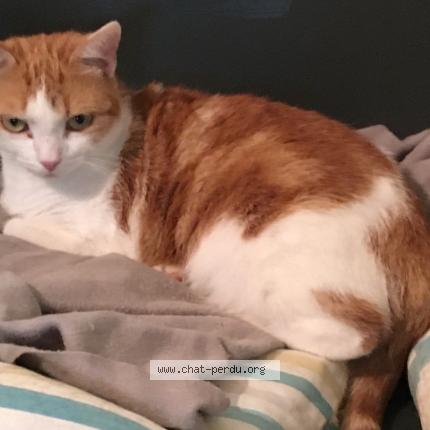 Photo 1/1 Daisy Chat perdu à Marmande